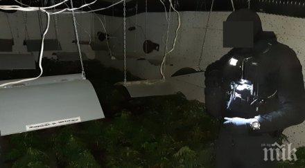 тревата разкритата подземна оранжерия марихуана била вътрешния пазар