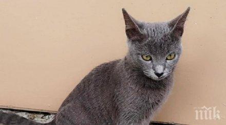 зверство мъж стреля домашни котки сливен