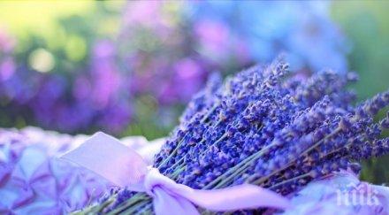 изтръгнаха 000 стръка лавандула нива добричко