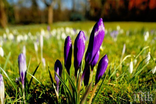 В Деня на жената: Температурен рекорд у нас, термометърът стигна 24 градуса 