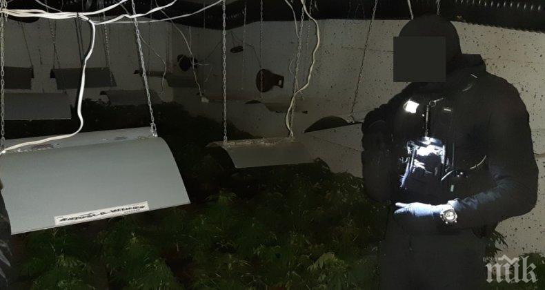 Тревата от разкритата подземна оранжерия за марихуана била за вътрешния пазар