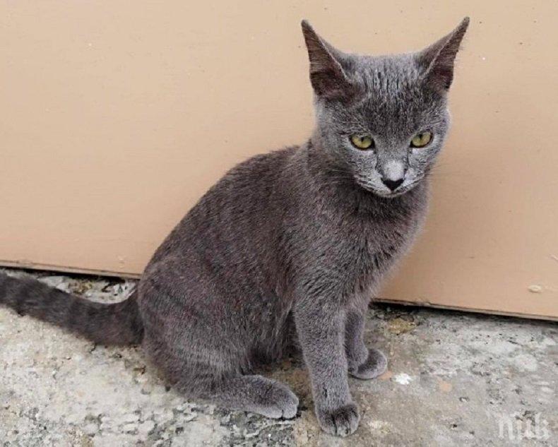 ЗВЕРСТВО: Мъж стреля по домашни котки в Сливен 