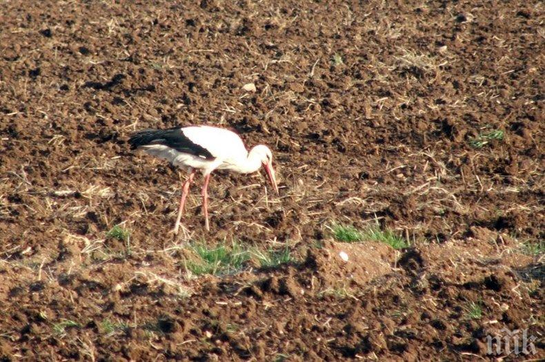 Долетяха първите щъркели в Симеоновградско (СНИМКИ)
