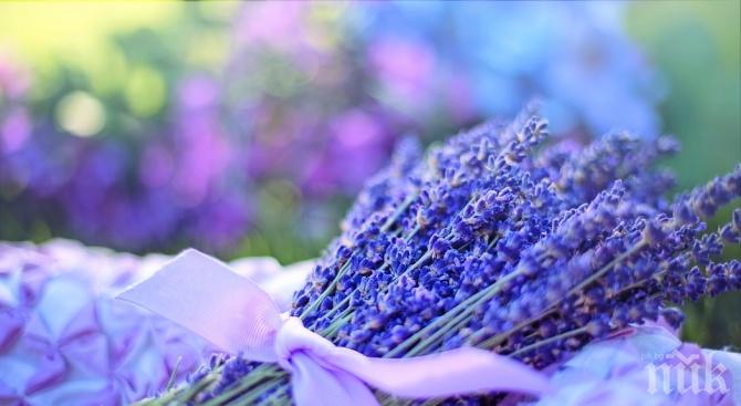 Изтръгнаха 20 000 стръка лавандула от нива в Добричко