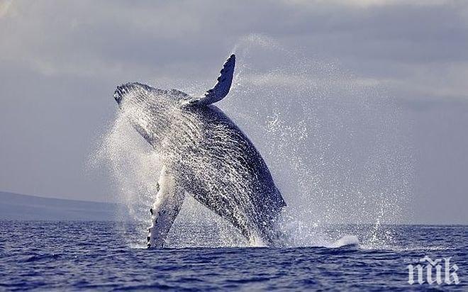 Бейби бум на гърбатите китове 