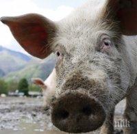 Нови случаи на африканска чума по свинете в Силистренско