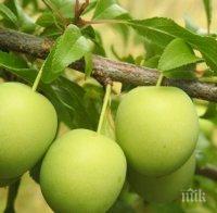 куриоз кило джанки турция струва кила агнешко