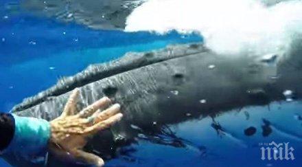 мъж оцеля изплют кит