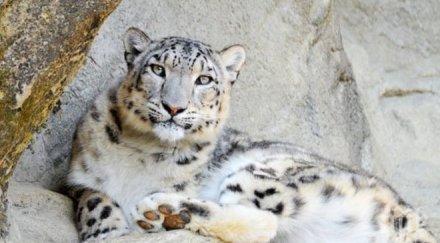 ягуар нападна жена зоопарк прескочила прави селфи животното