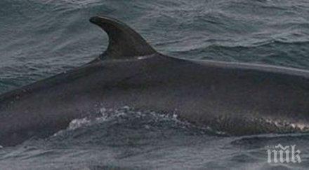 чудо южноафриканец оцеля почти погълнат кит