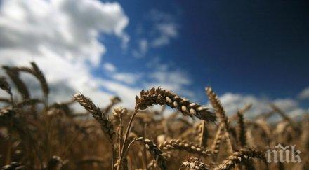 лоша прогноза добруджа чакат слаба реколта пшеница