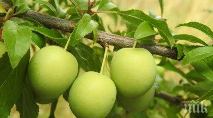 куриоз кило джанки турция струва кила агнешко