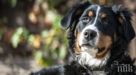 българско куче стана спасител герой германия