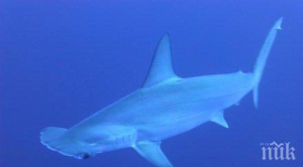 учени откриха скрито убежище застрашените изчезване акули чук