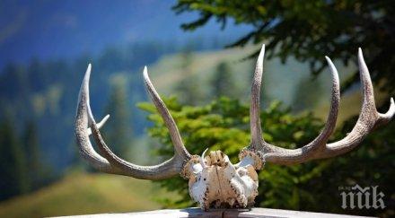 горски задържаха ловни трофея