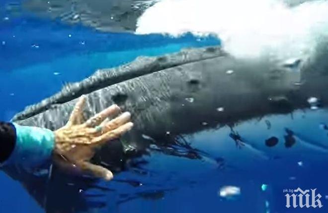 Мъж оцеля, изплют от кит