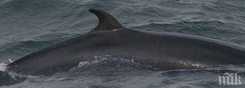 Чудо: Южноафриканец оцеля, след като почти бе погълнат от кит