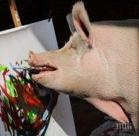 ХИТ: Прасето Пигкасо продава картини по 4000 долара