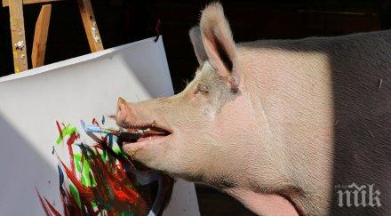 хит прасето пигкасо продава картини 4000 долара