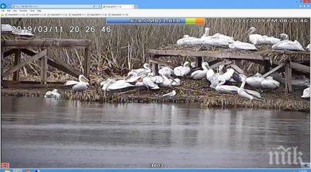 първите пеликанчета излюпиха резерват сребърна