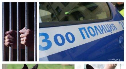 първо пик пребитото метална тръба паве куче бруно чийто инквизитор осъден месеца затвор снимки