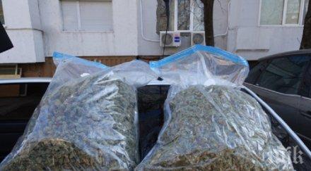 рекорд заловиха топ марихуана сръбската граница