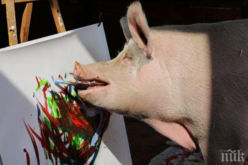 ХИТ: Прасето Пигкасо продава картини по 4000 долара