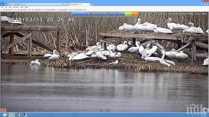 Първите пеликанчета се излюпиха в резерват Сребърна