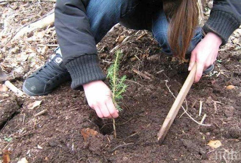 Залесиха 4 декара на мястото на изсъхнала гора край Дупница