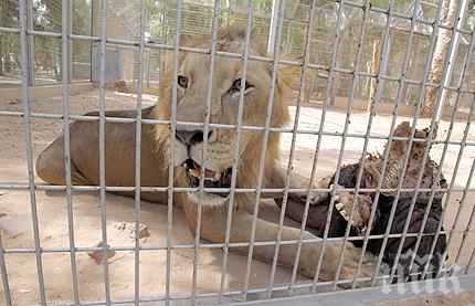 КУРИОЗ: Арестуваха млад лъв, бутнаха го в ареста за цяла нощ