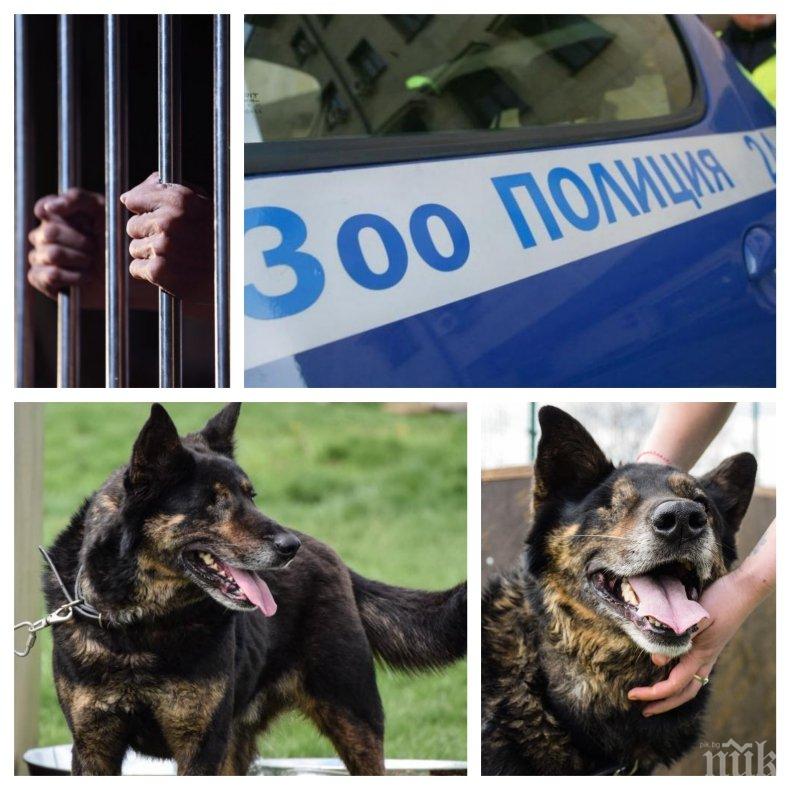 ПЪРВО В ПИК: Ето го пребитото с метална тръба и паве куче Бруно, чийто инквизитор бе осъден на 7 месеца затвор (СНИМКИ 18+)