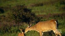 НЕЧОВЕШКО: Бракониери простреляха бременна кошута край габровско село