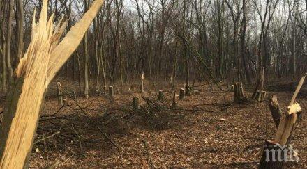 масова сеч пътя димитровград горски извор