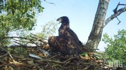 срам световният фонд дивата природа събира пари българия пази горите веднъж засадил дръвче