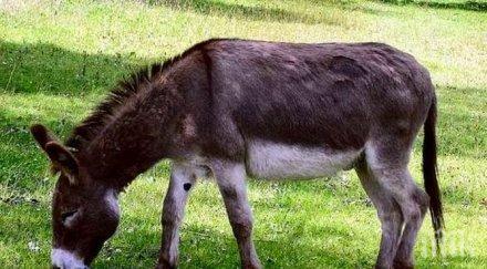 ошушкаха цяло село откраднаха магаре каруца куче казани ракия