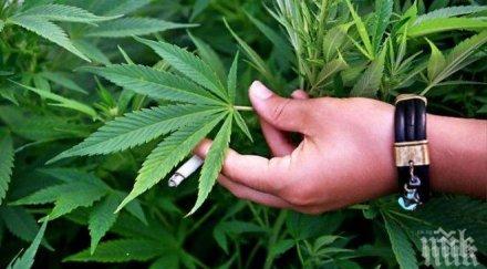 марихуаната легализация украйна