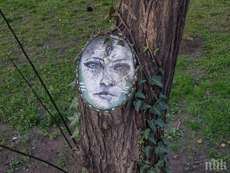 Ликът на загадъчна жена се появи на дърво в Пловдив (СНИМКИ)