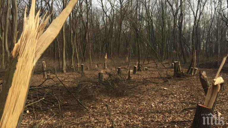 Масова сеч край пътя Димитровград - Горски извор