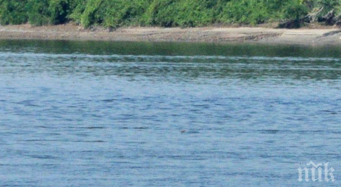 Масово бракониерство в Дунав