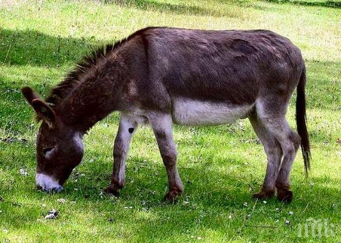ОШУШКАХА ЦЯЛО СЕЛО: Откраднаха магаре с каруца, куче и казани за ракия