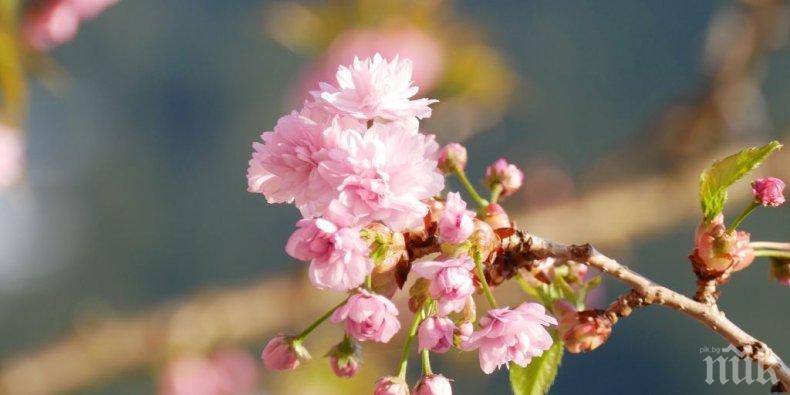 Зимата свършва: На 20 март настъпва астрономическата пролет