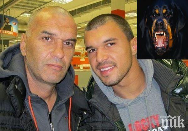 ЖЕСТОК ТЕРОР: Бащата на Валери Божинов тормози цяло село с ротвайлера си! Свирепият пес разкъсва други кучета, налита и на хора