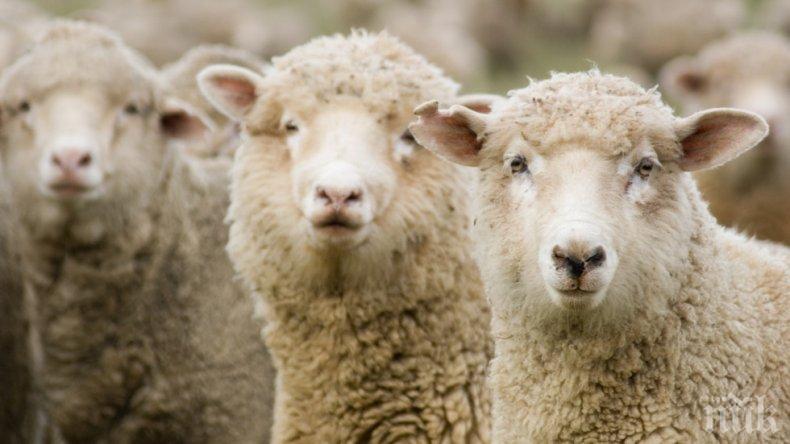 ПРОБИВ: Оплодиха овце по революционен начин