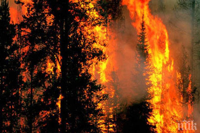 ПАНИКА: Голям горски пожар лумна край Елешница