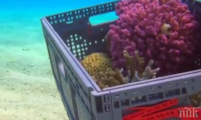 Необичайна мярка: Местят 50-годишни корали в Израел. Ето защо