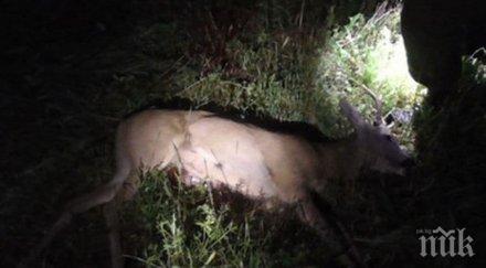 страшна жестокост изроди простреляха бременна кошута