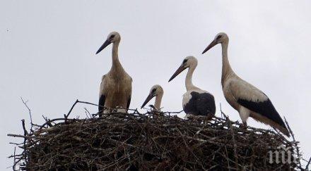 монтират 900 платформи повдигане щъркелови гнезда