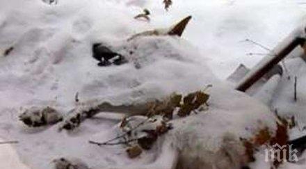 убиваш куче лежиш години осъдиха перничанин умъртвил домашните любимци