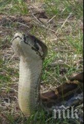 шок питон разходи студентския град снимки