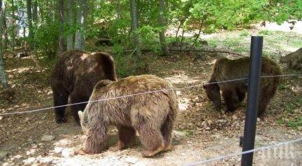 мечките белица стават сън дни